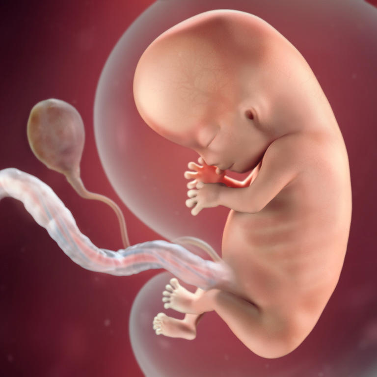 10-nedelja-razvoj embriona