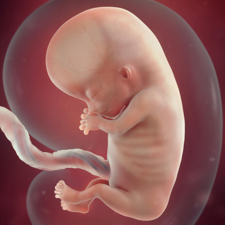 11-nedelja-razvoj embriona