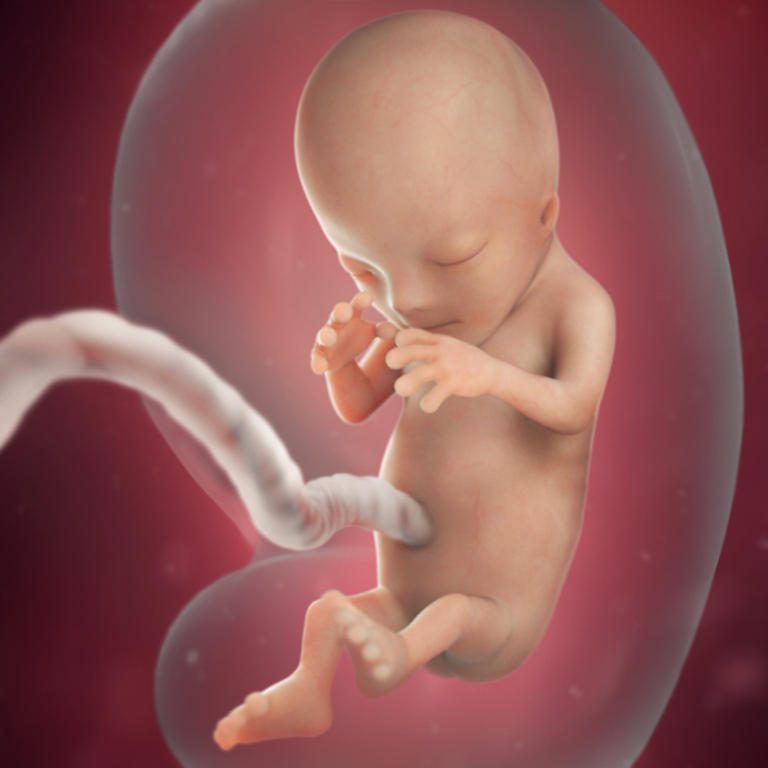 12-nedelja-razvoj embriona