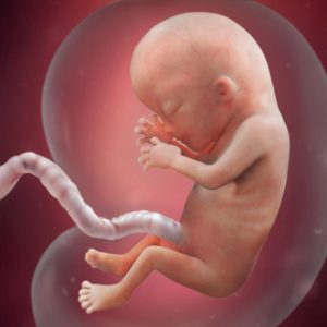 13-nedelja-razvoj embriona
