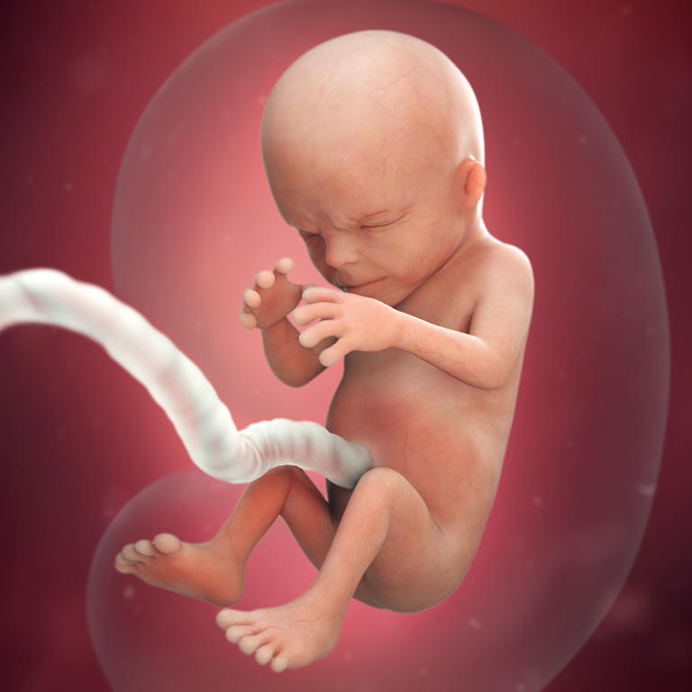 14-nedelja-razvoj embriona