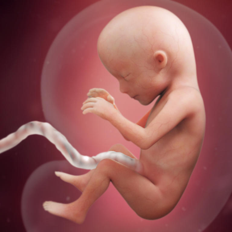 15-nedelja-razvoj embriona