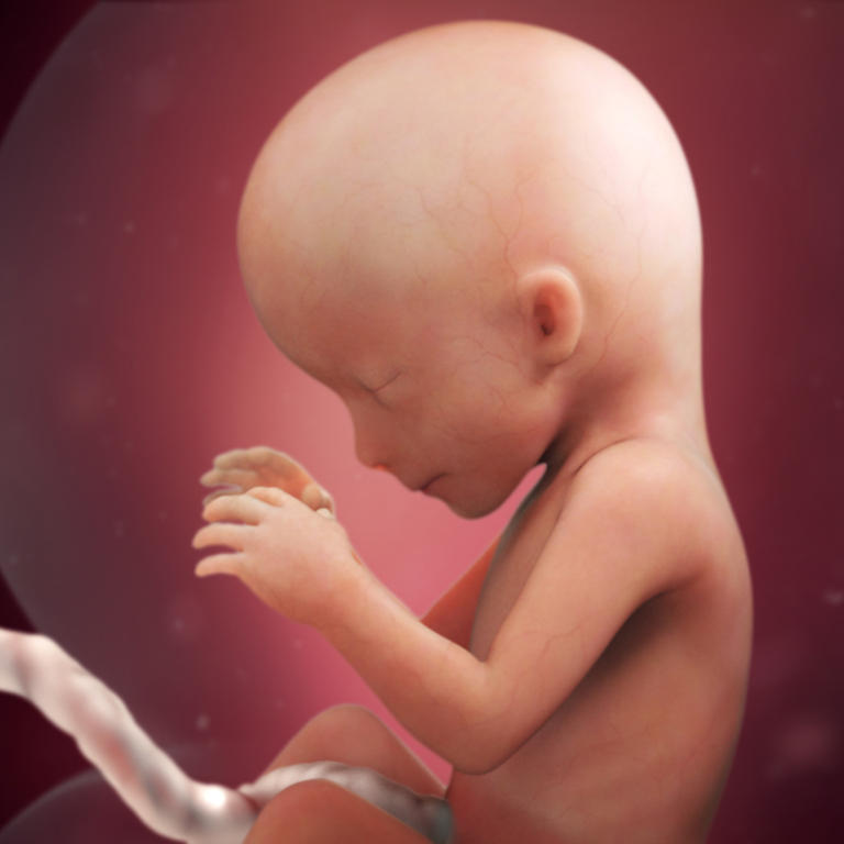 16-nedelja-razvoj embriona
