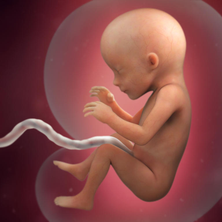 17-nedelja-razvoj embriona