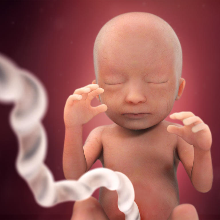 18-nedelja-razvoj embriona