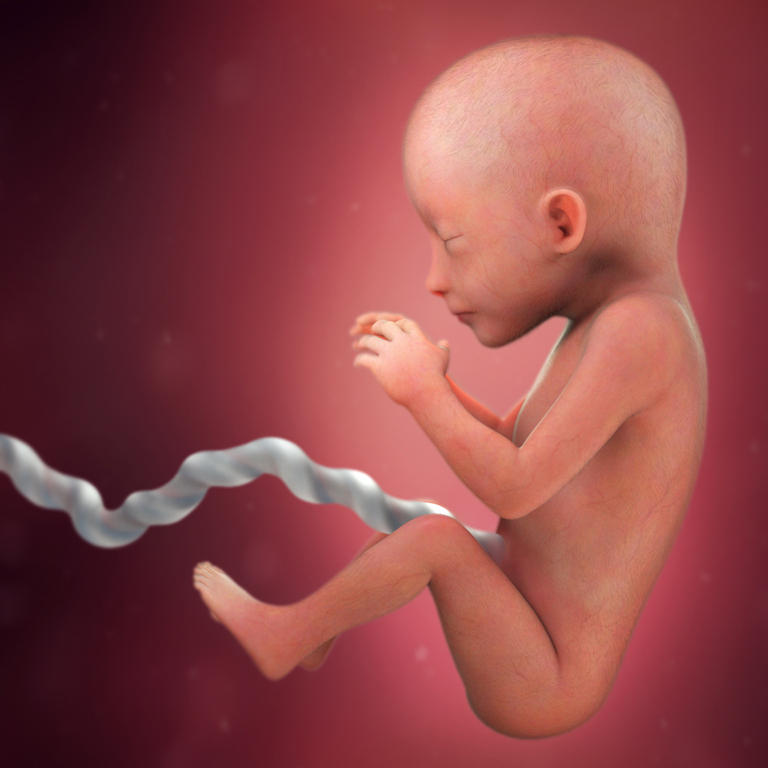 19-nedelja-razvoj embriona