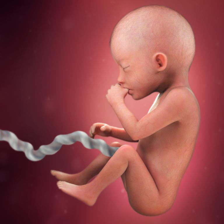 20 nedelja razvoj embriona