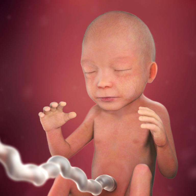 22-nedelja-razvoj embriona