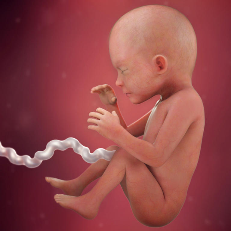 23-nedelja-razvoj embriona