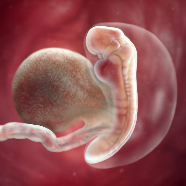 5-nedelja-razvoj embriona