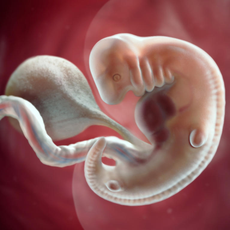 6-nedelja-razvoj embriona