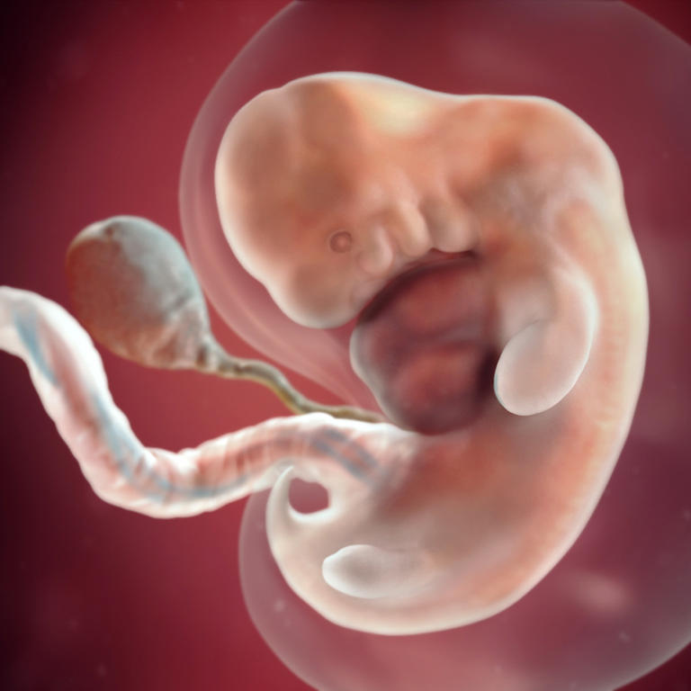 7-nedelja-razvoj embriona
