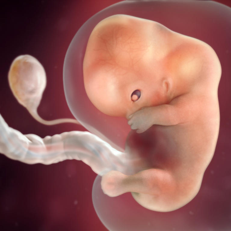 9-nedelja-razvoj embrion