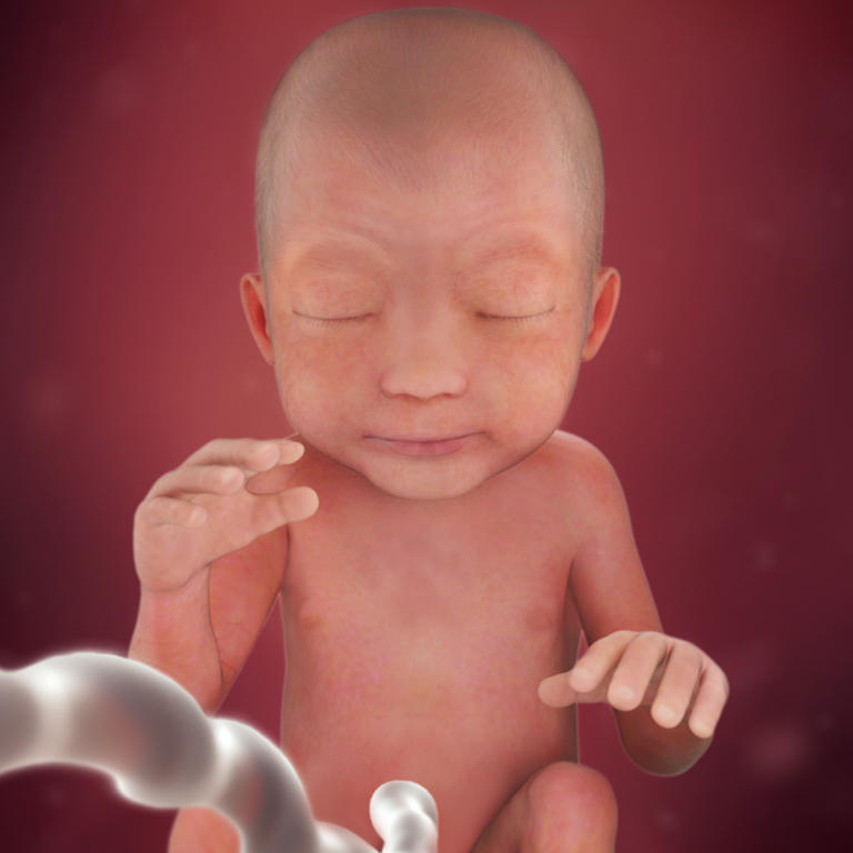 24-nedelja-razvoj embriona