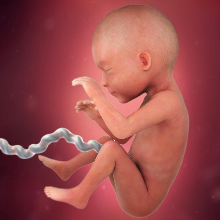 25-nedelja-razvoj embriona