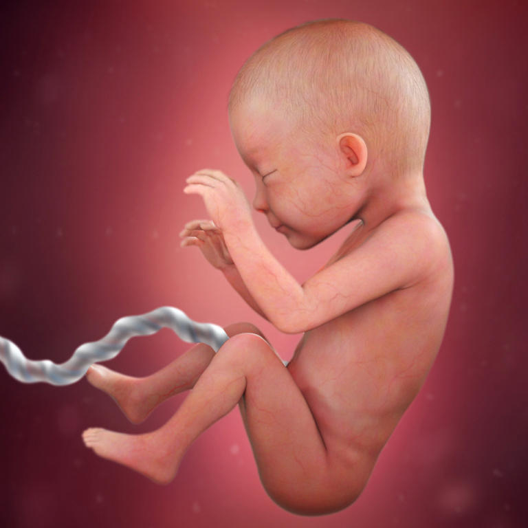 26-nedelja-razvoj embriona