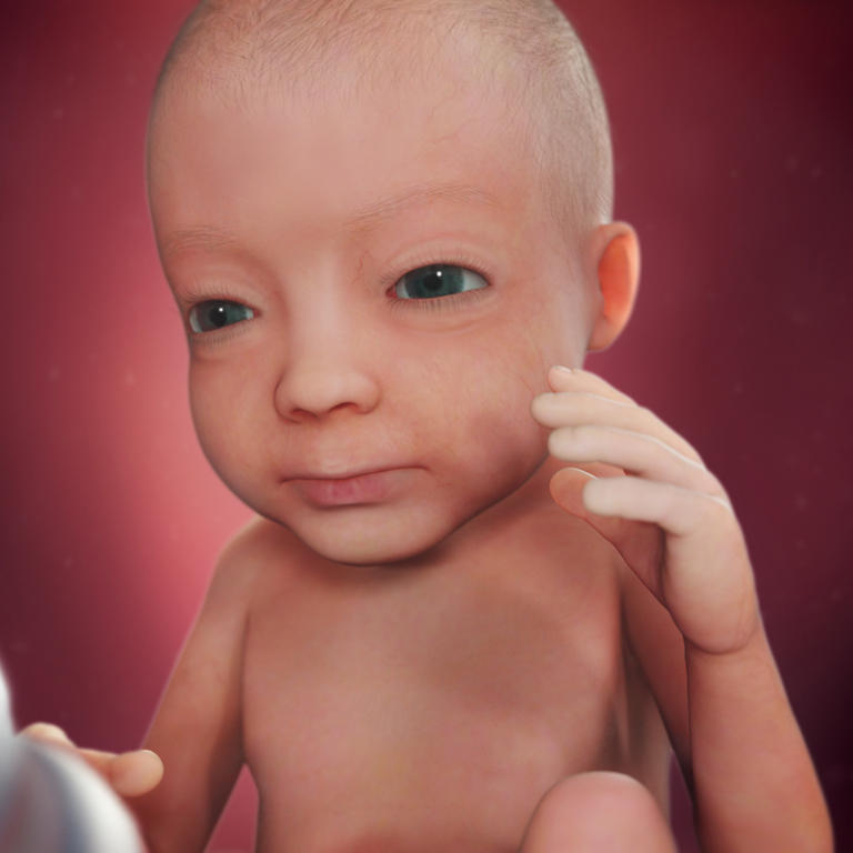 27-nedelja-razvoj embriona