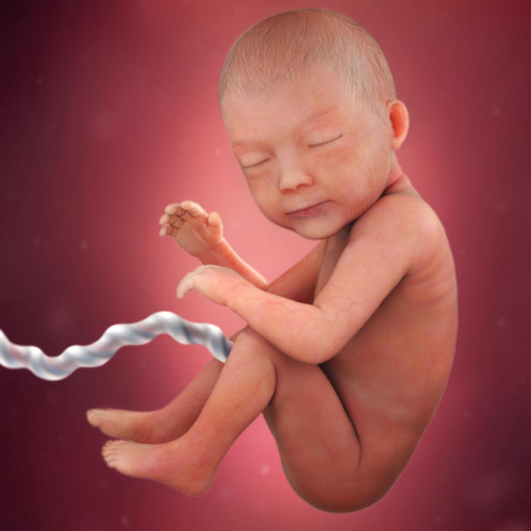 30-nedelja-razvoj embriona
