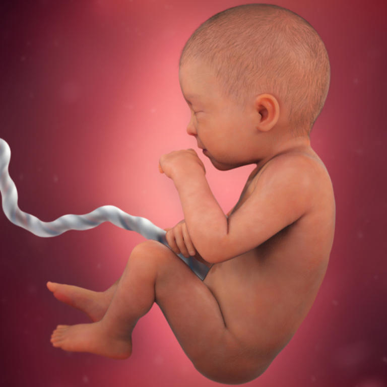 31-nedelja-razvoj embriona