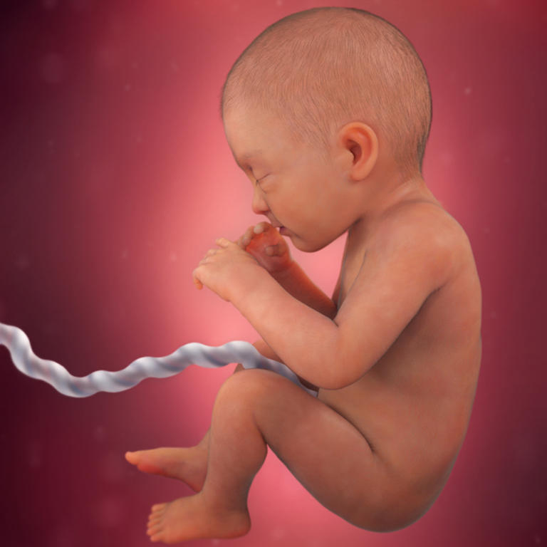 32-nedelja-razvoj embriona
