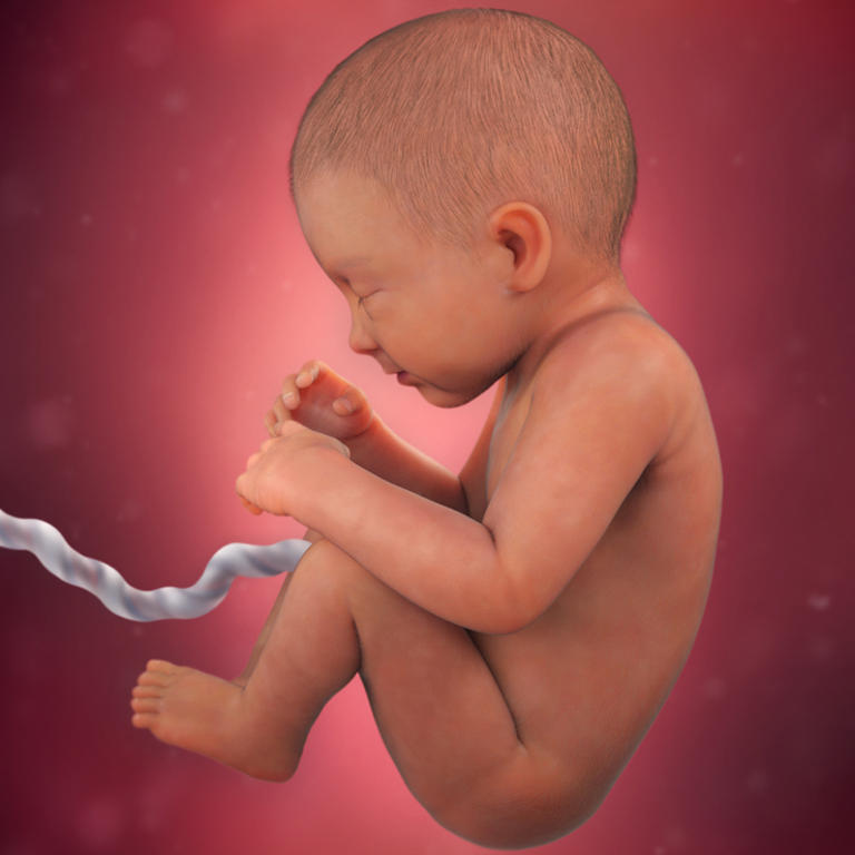 34-nedelja-razvoj embriona