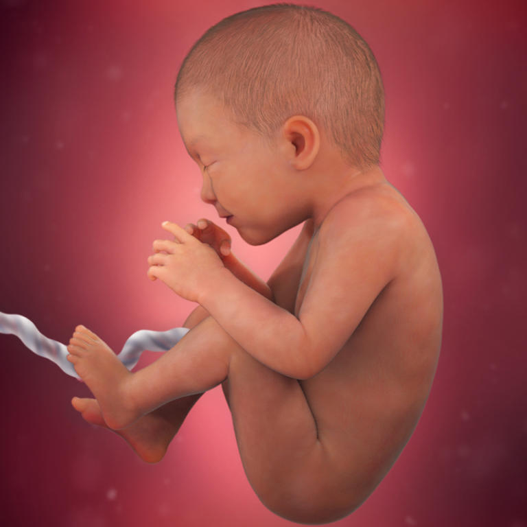 35-nedelja-razvoj embriona