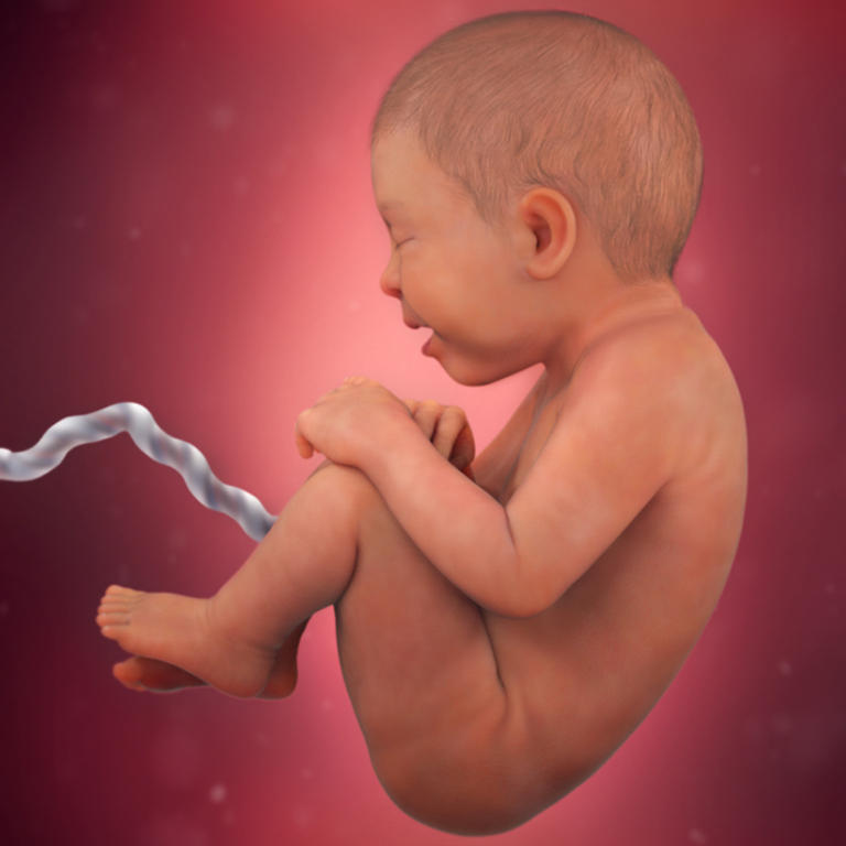 36-nedelja-razvoj embriona