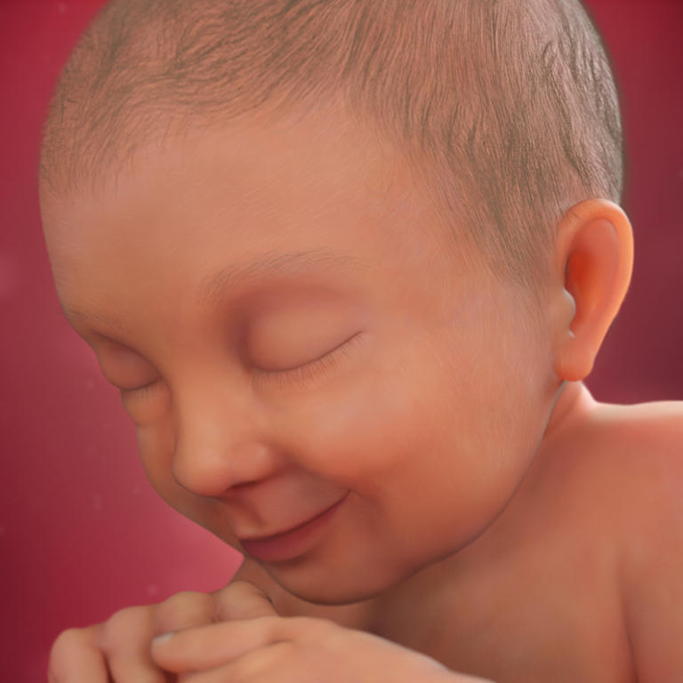 37 nedelja razvoj embriona