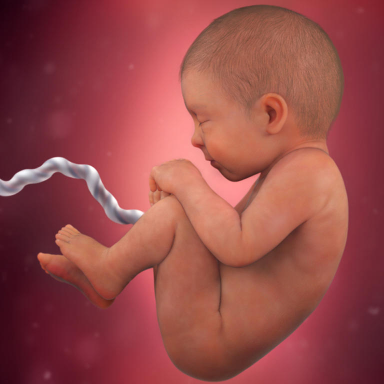 38 nedelja razvoj embriona