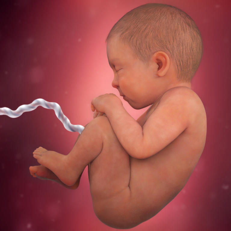 39 nedelja razvoj embriona