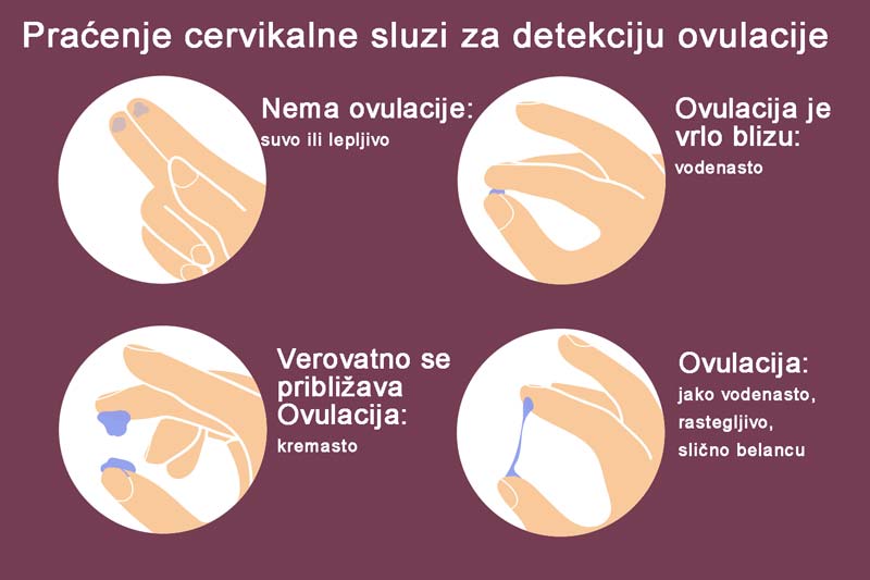 izgled cervikalne sluzi pre i za vreme ovulacije